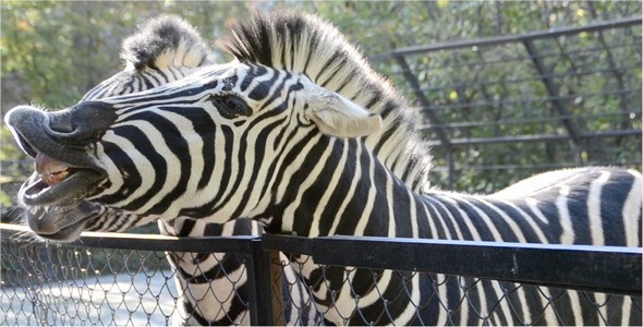 Zebra 4