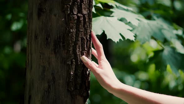 Girl Gently Touch Tree Bark. Woman Enjoying In Wood. Female Hand Strokes Bark Of Pine.