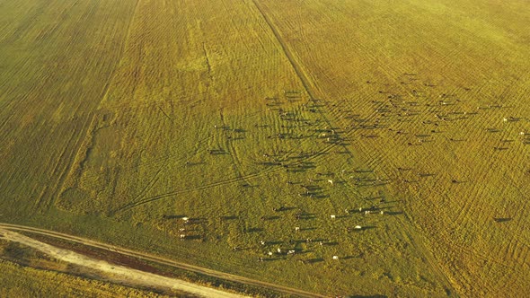 Aerial View Of Cattle Of Cows Grazing In Meadows Pasture