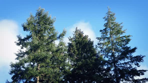 Trees Moving Around In Strong Winds