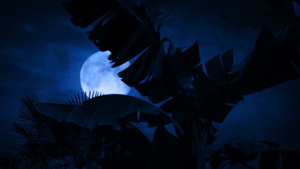 Palm Tree In Stormy Weather With Moon Behind