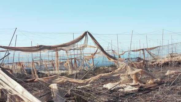 The Dangers of Global Warming, Heat and Drought Lead To Crop Loss and Ruin of Farms