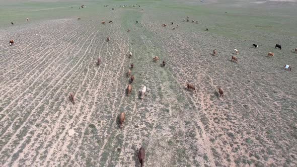 Big Crowded Herd of Cows Grazing on Barren Land of Terrestrial Climate