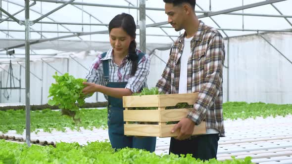 4k slow handheld asian couple farmer takecare and discuss how to growth plant