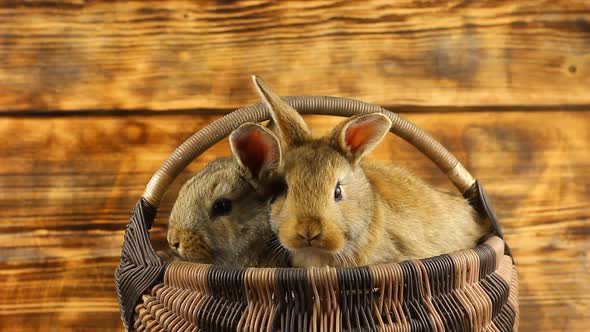 Two Cute Fluffy Affectionate Brown Bunnies Sit in a Wicker Basket and Wiggle Their Ears