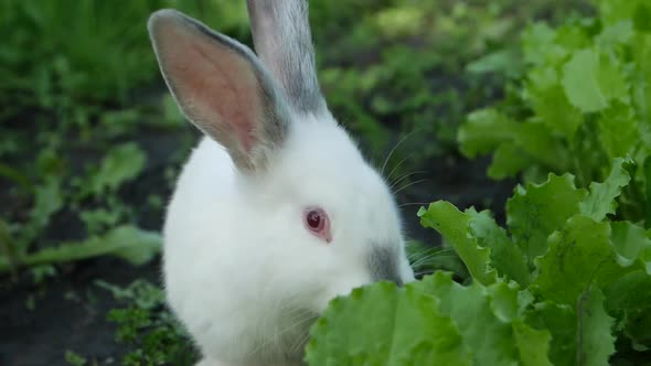 White rabbit in green grass, rabbit eating grass