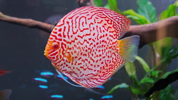 Symphysodon Discus Fish Swiming in Aquarium