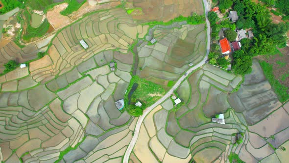 Aerial view of agriculture in rice fields for cultivation