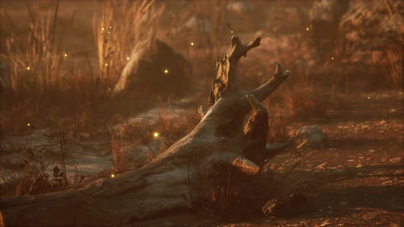 Fireflies Above Dry Grass and Stones at Sunset