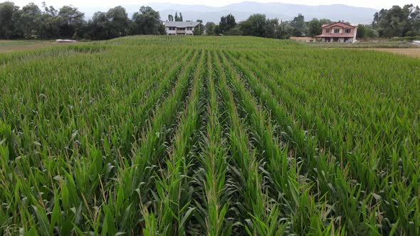 Rural Plant Corn