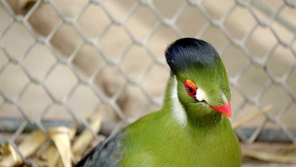 4k african bird Tauraco leucotis, or white-cheeked turaco (Menelikornis leucotis), in captivity at a