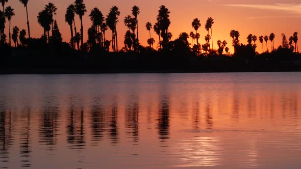 Many Palm Trees Silhouettes Reflection Sunset Ocean Beach California Coast USA