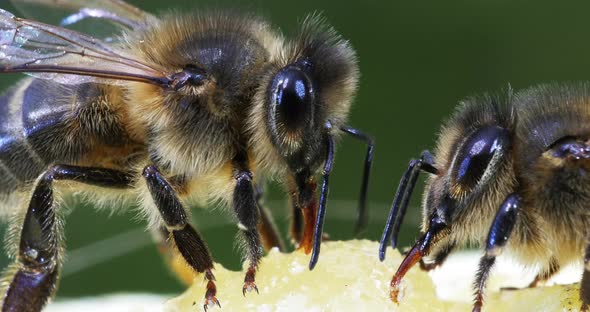 European Honey Bee, apis mellifera, black Bee Licking Honey, Hive in Normandy, Real Time 4K