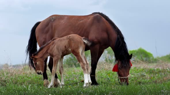 The mare grazes in the field and feeds her cub with milk.