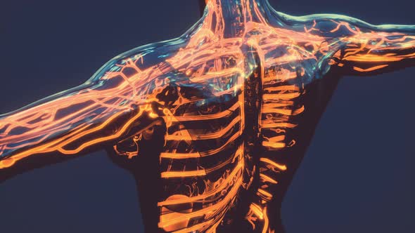 Human Circulatory System with Heart and Vessels Anatomy alt