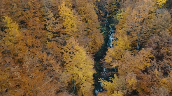 Foaming Mountain River Surrounded By Forest Orange Trees