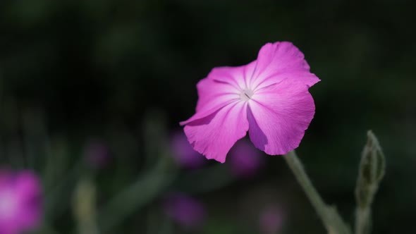 Spring Rose Campion pink flower 4K 2160p 30fps UltraHD footage - Beautiful  Lychnis coronaria plant 