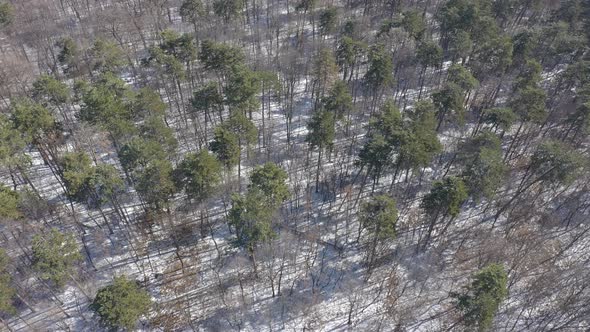 Winter scenery in coniferous woods from above 4K aerial footage