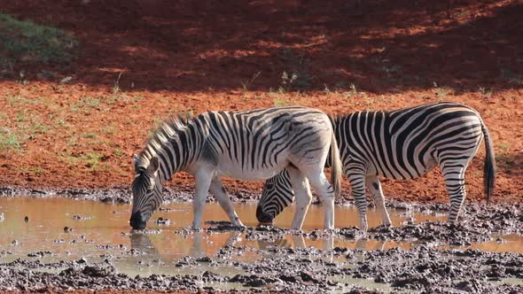 Plains Zebras Drinking Water - South Africa