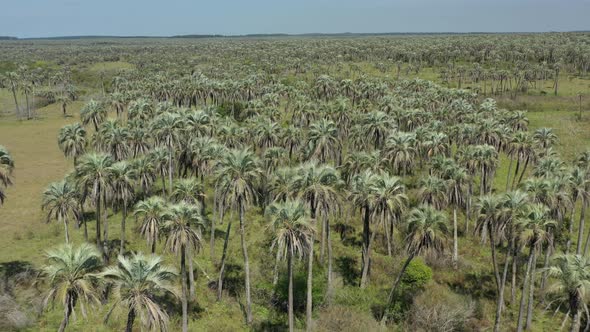 Aerial over Palm Grove, Argentina. Palm trees, savanna, nature, wildlife. Dreamy landscape. Flying b