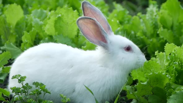 White rabbit in green grass, rabbit eating grass