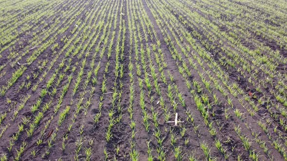 Field with germinating rows of wheat or barley on the farm, spring and morning sun