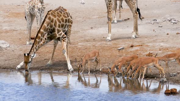 Giraffe and Springboks Drink Water From a Small Pond in Etosha Namibia
