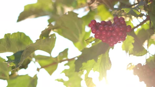 Beautiful Red Viburnum on a Bush in the Sun