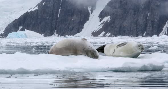 Crabeater seals on ice floe