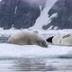 Crabeater seals on ice floe - VideoHive Item for Sale