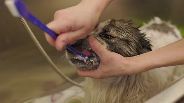 groomer carefully brushes the teeth dachshund dog with a special brush for animals
