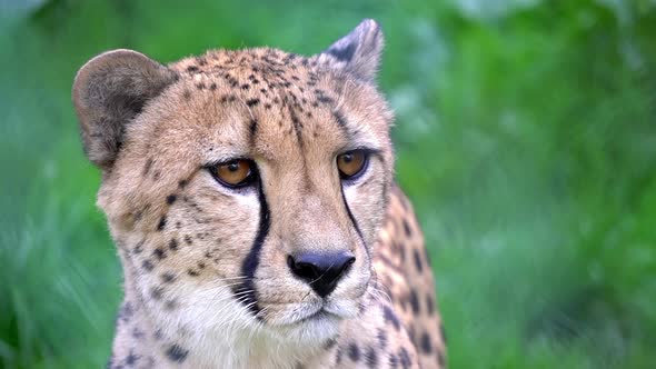 Close Up Portrait of Cheetah in Wild Life Nature Habitat