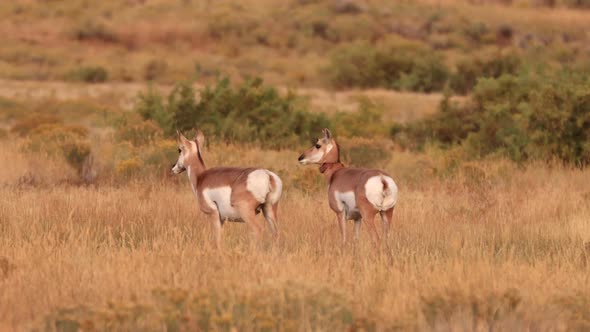 Pronghorn in Yellowstone National Park