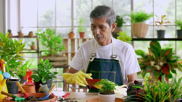 Happy senior gardener man taking care of his plants in greenhouse.