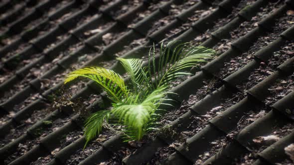 Moss and Fern on Old Roof