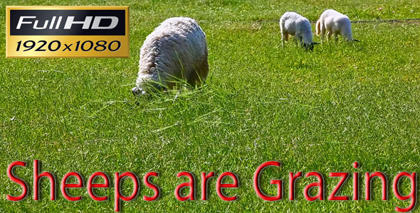 Sheeps are Grazing