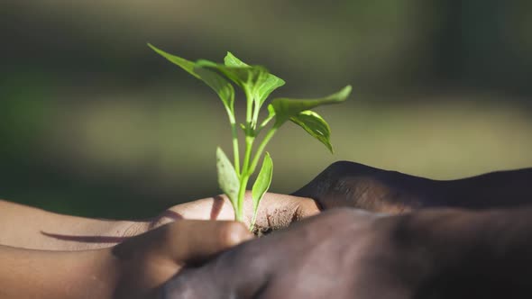 Caring for Nature African Man and Female Holds a Small Flower Plant in Her Hands Together a Closeup