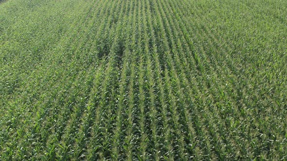 Green corn in the field from above 4K drone video