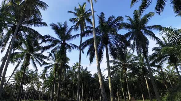 Coconut plantation in the morning
