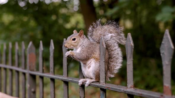 Human Hand Feeding Hungry Little Squirrel with Peanut in London Park