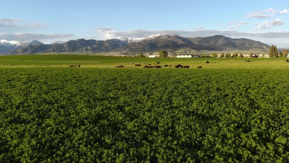 Cows Grazing In Green Montana Fields