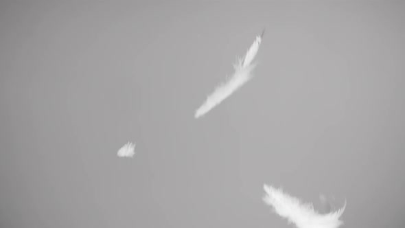 Flying Feathers on White Background