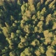 Drone Flight Over Fir Forest Treetop - VideoHive Item for Sale