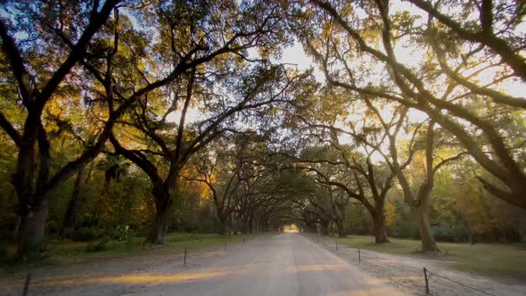 Driving down a road lined with Live Oak trees in Savannah Georgia