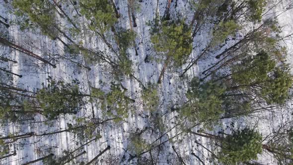 Winter Forest Top View, Drone Shooting, Trees Top View, Russian Forest