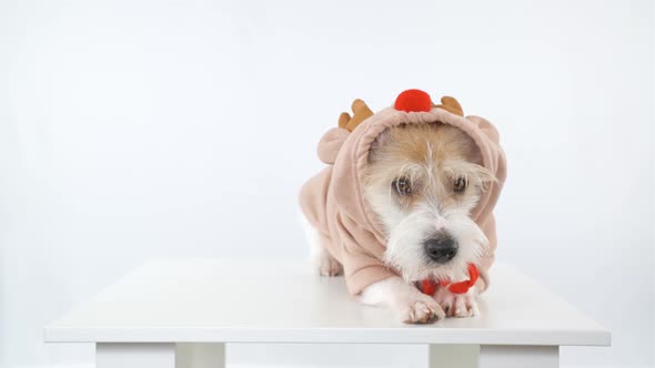 A dog of the Jack Russell Terrier breed is lying on the table in a deer costume