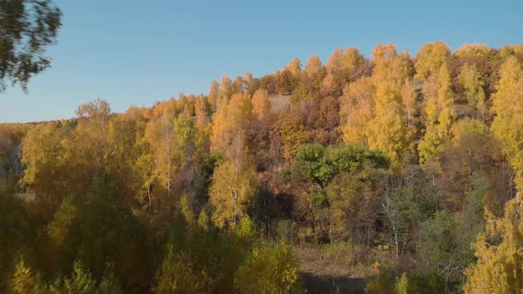 Fly into the autumn yellow forest