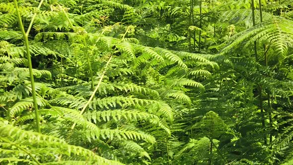Green Forest e of Ferns Background