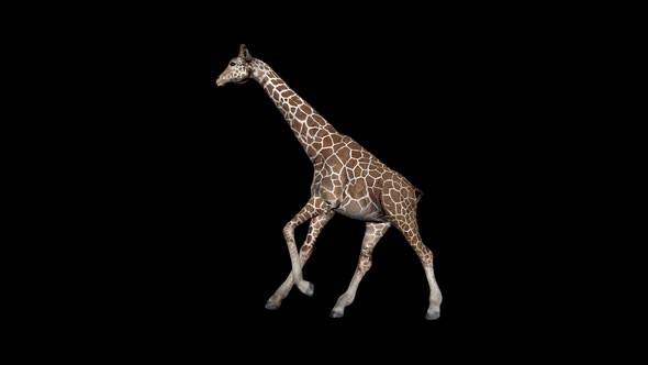 Giraffe Run alt