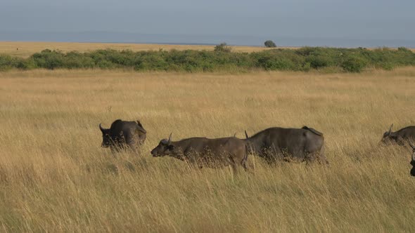 African buffaloes walking on dry plains